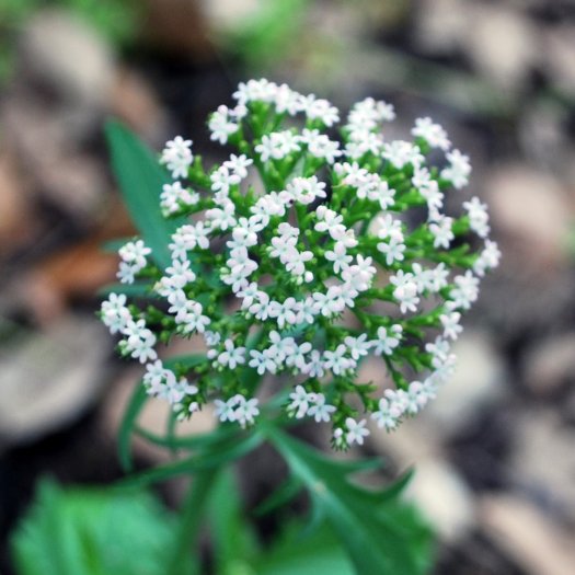 phoca thumb l Centranthus calcitrapae