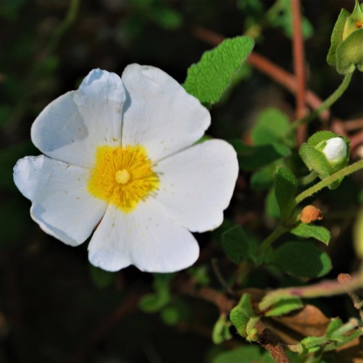 phoca thumb l Cistus salviifolius