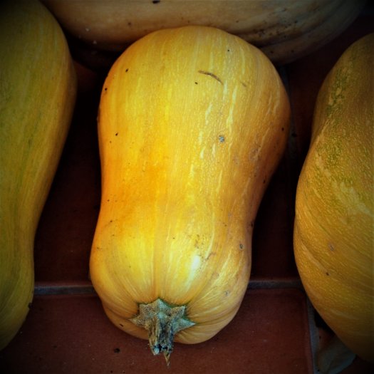 phoca thumb l Cucurbita maxima