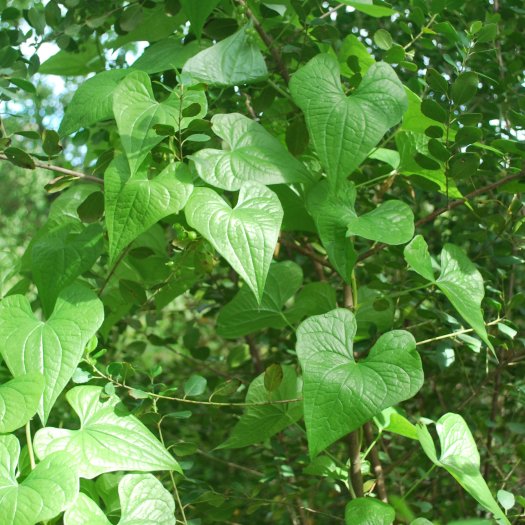 phoca thumb l Dioscorea communis