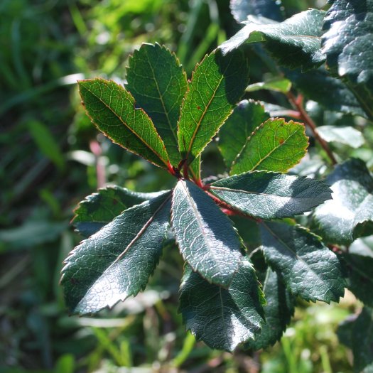 phoca thumb l Arbutus unedo 09 2018 3806