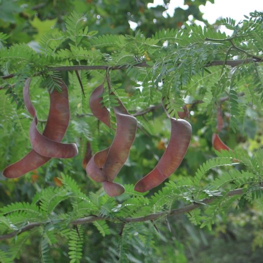 phoca thumb l Gleditsia triacanthos