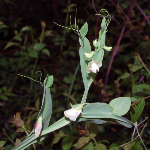 phoca thumb l Lathyrus sylvestris