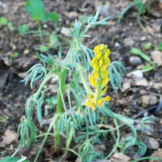 phoca thumb l Lupinus luteus