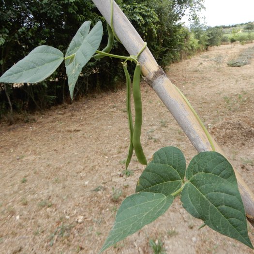 phoca thumb l Phaseolus vulgaris