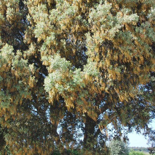 phoca thumb l Quercus ilex