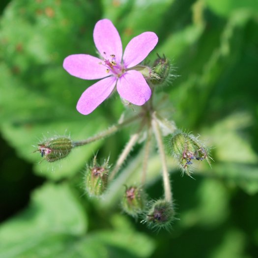 phoca thumb l Erodium malacoides