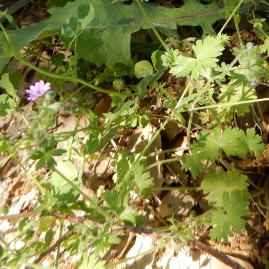 phoca thumb l Geranium pyrenaicum