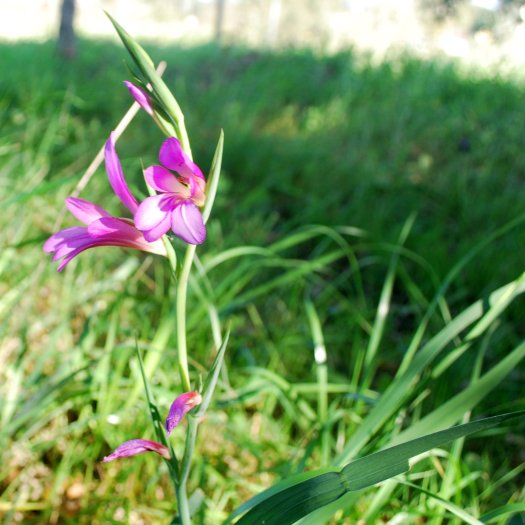 phoca thumb l Gladiolus illyricus