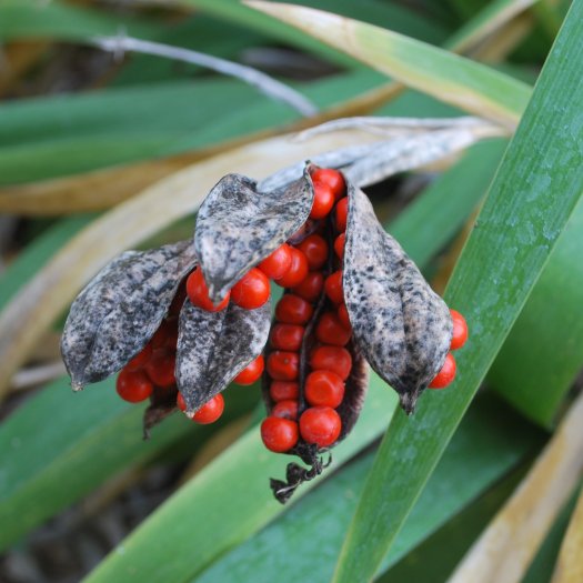 phoca thumb l Iris foetidissima