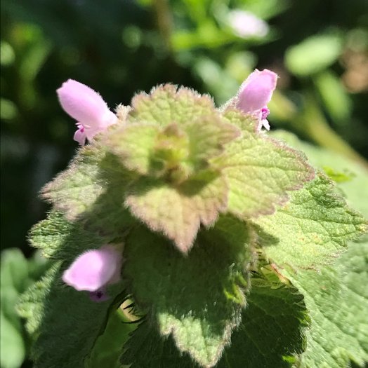 phoca thumb l Lamium purpureum