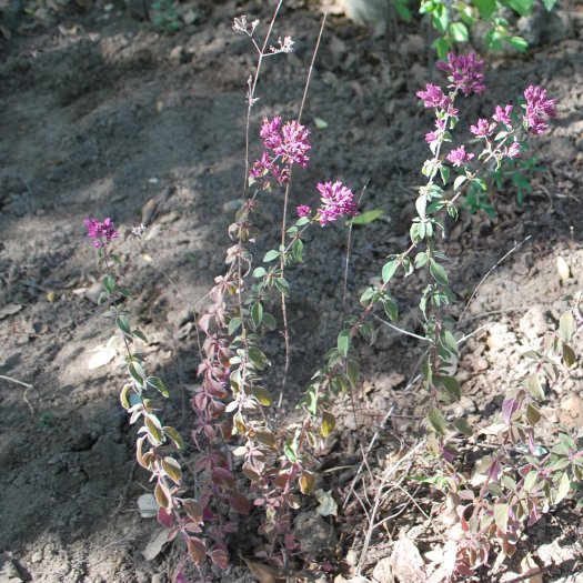 phoca thumb l Origanum vulgare  subsp. Virens