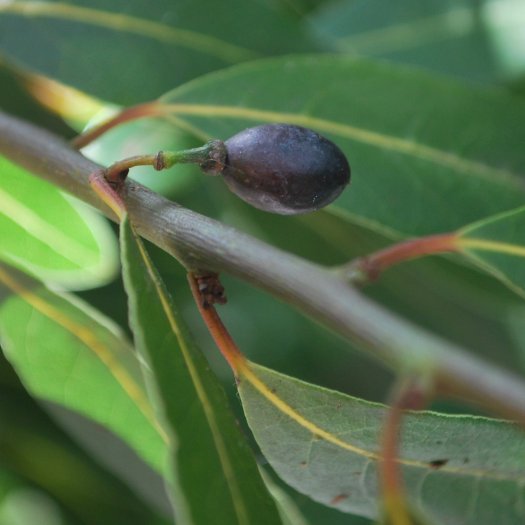 phoca thumb l Laurus nobilis