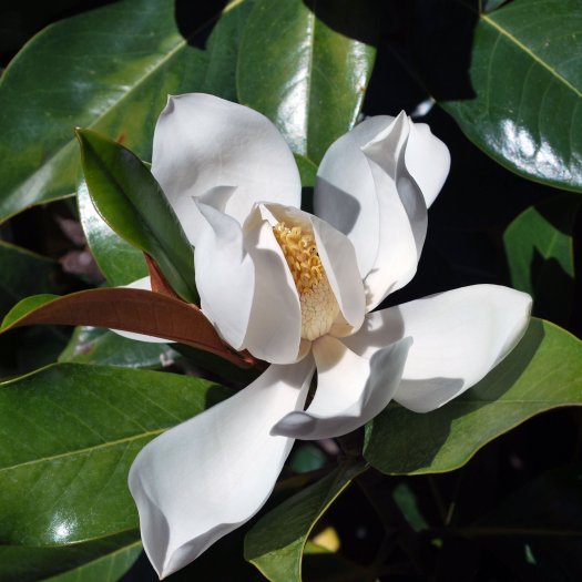 Magnolia grandiflora