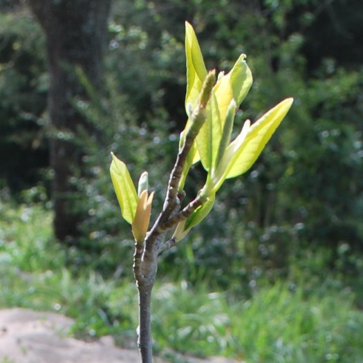 Magnolia × soulangeana