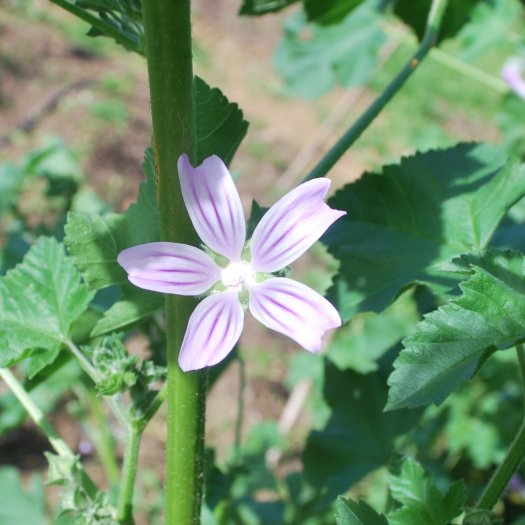 phoca thumb l Lavatera cretica