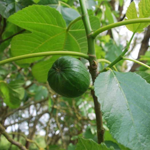 phoca thumb l Ficus carica