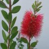 Callistemon