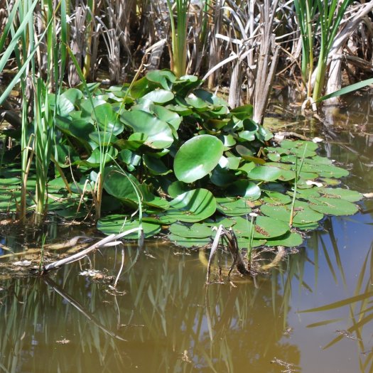 phoca thumb l nymphaea alba