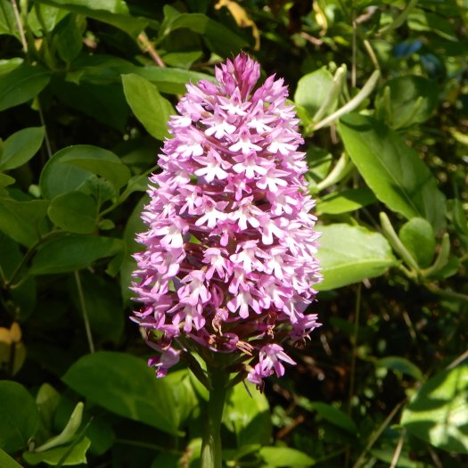 Anacamptis pyramidalis 03 2020 i1725