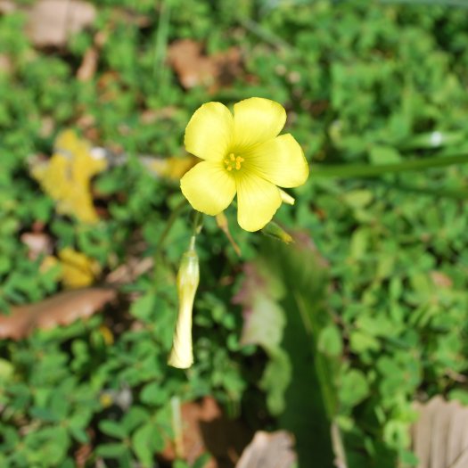 phoca thumb l Oxalis pes caprae