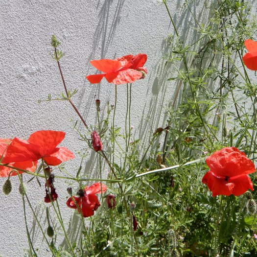 phoca thumb l Papaver rhoeas