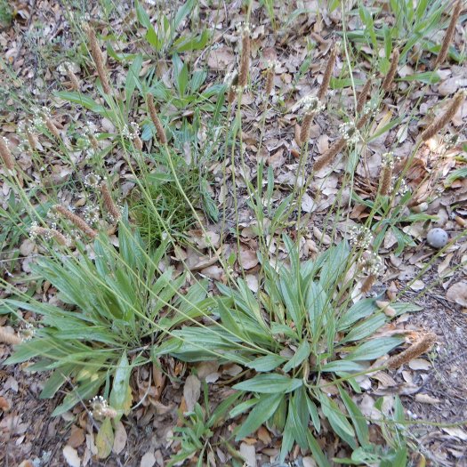 phoca thumb l Plantago lanceolata