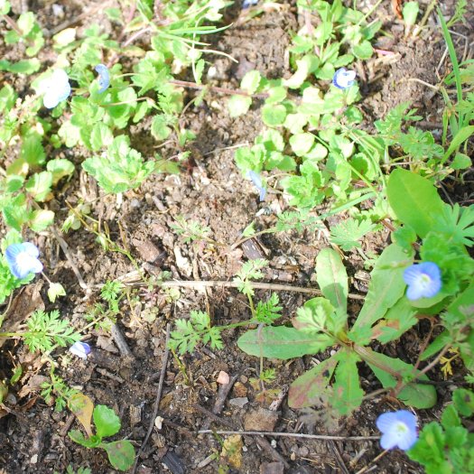 Veronica persica