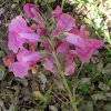 Antirrhinum_majus