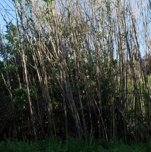 Arundo donax