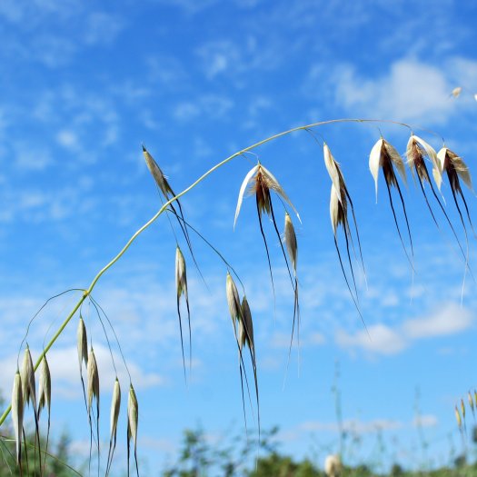 Avena sterilis