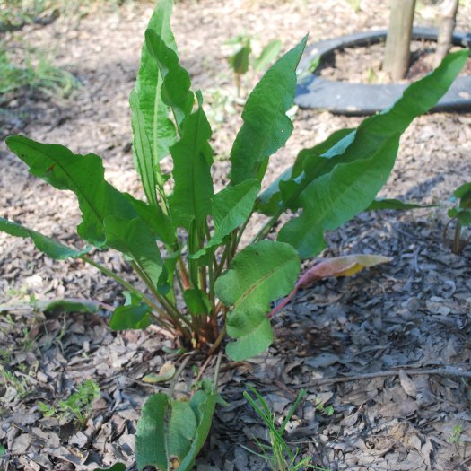 phoca thumb l Rumex crispus