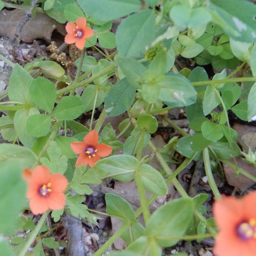 phoca thumb l Anagallis var. arvensis