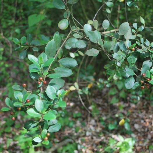 phoca thumb l Frangula alnus