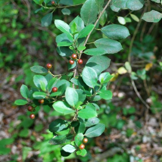 phoca thumb l Rhamnus alaternus