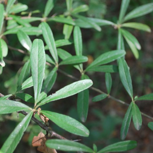 phoca thumb l Rhamnus oleoides