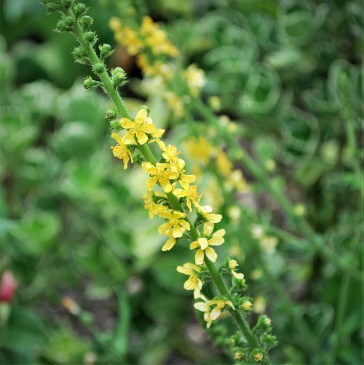 Agrimonia eupatoria 05 2018 3729