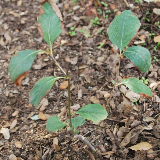 phoca thumb l Aronia prunifolia 11 2017 3095