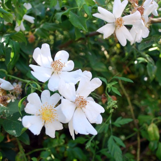 phoca thumb l Rosa sempervirens