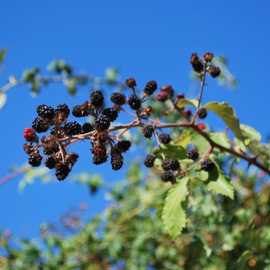 phoca thumb l Rubus ulmifolius