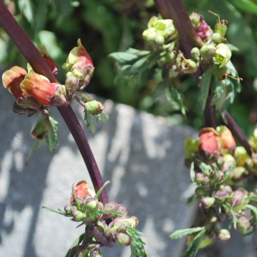 Verbascum virgatum