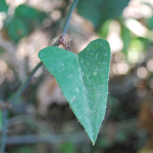 Smilax aspera