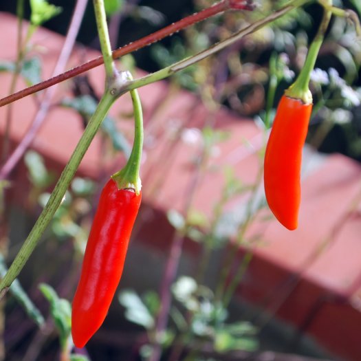 phoca thumb l Capsicum annuum