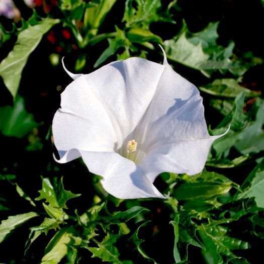 phoca thumb l Datura stramonium