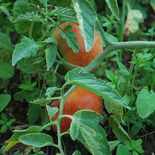 phoca thumb l Solanum lycopersicum