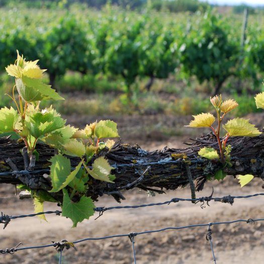 Vitis vinifera